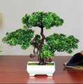 Verdoza Mini Bonsai Tree in Pot