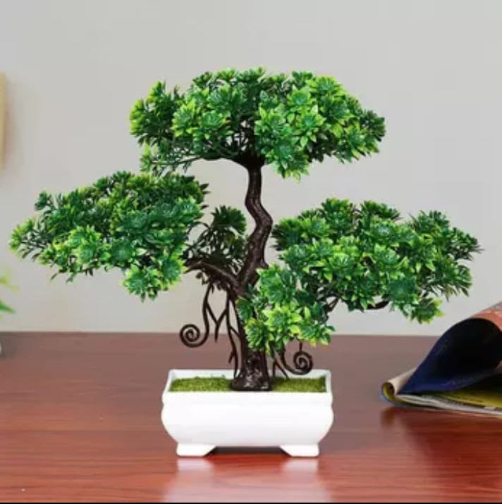 Verdoza Mini Bonsai Tree in Pot